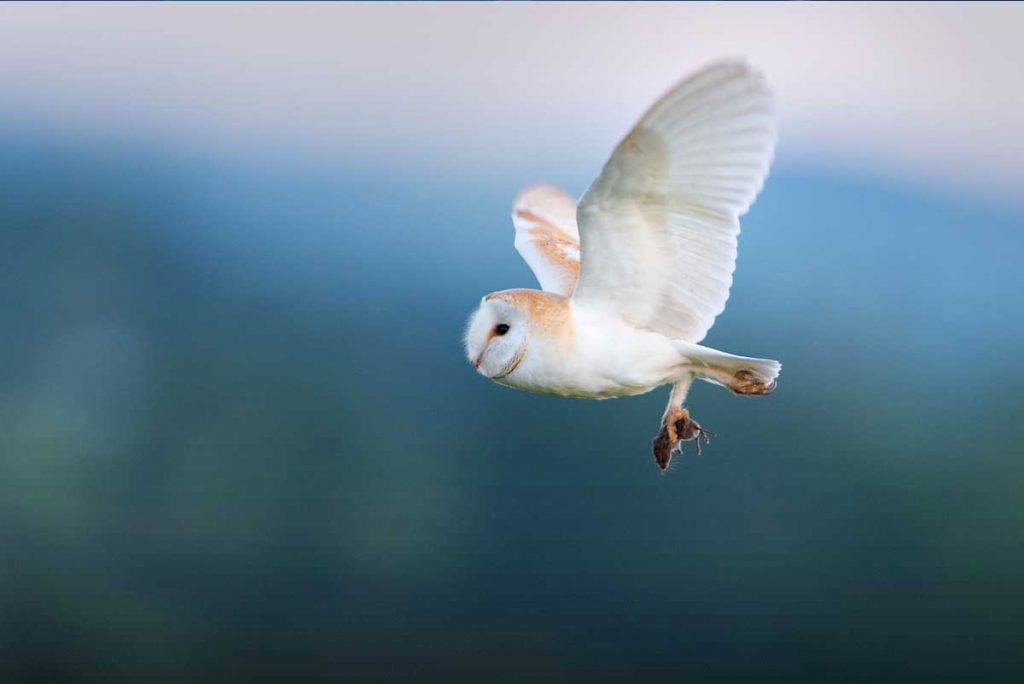 A close up image of a barn owl flying