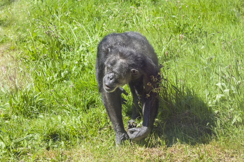 Chimpanzee walking through the grass at a rescue centre in Dorset