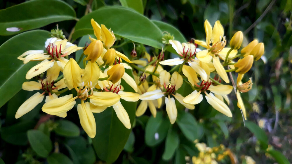 Close up of yellow flowers