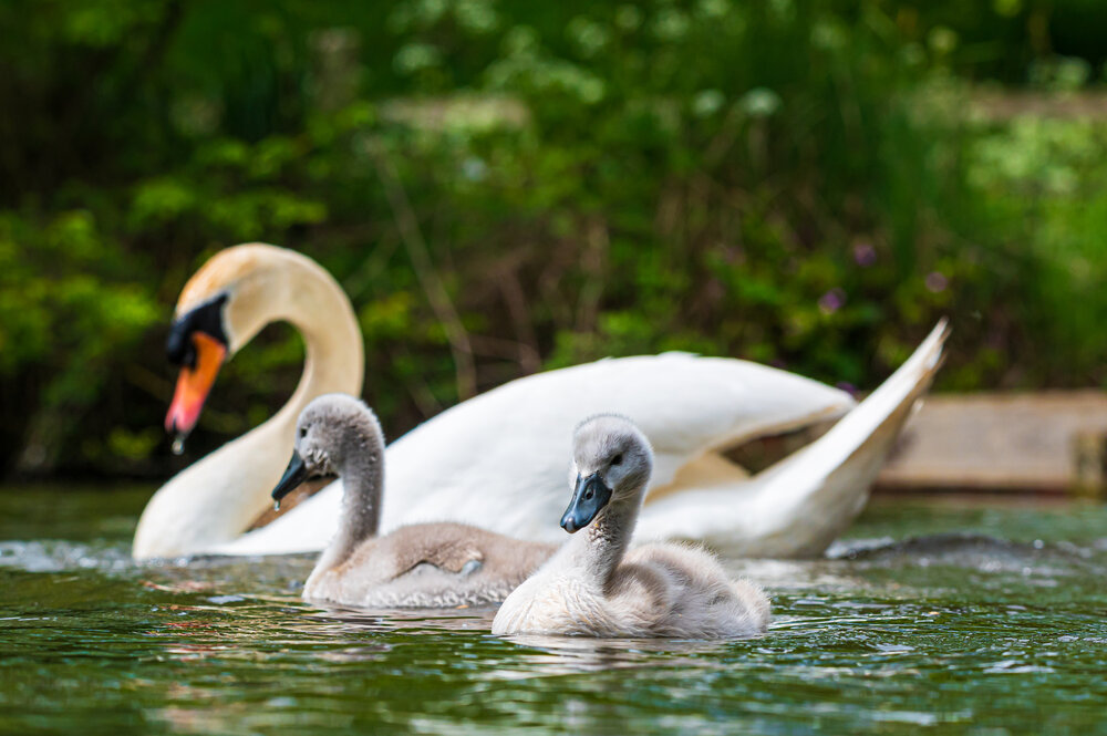 Adult swan and two cygnets