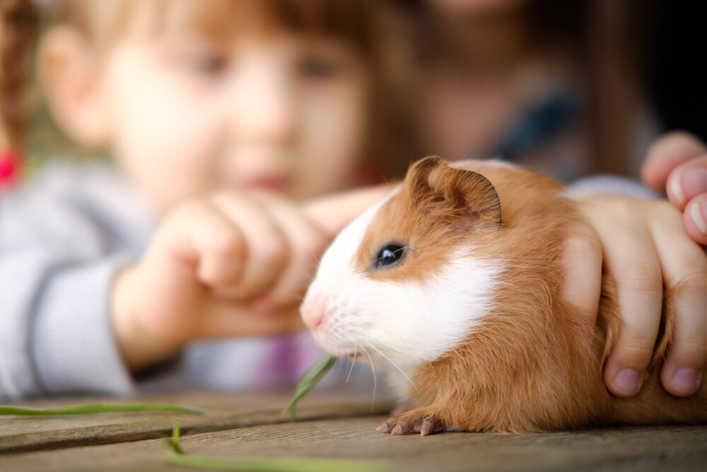 Child and mother petting a guinea pig