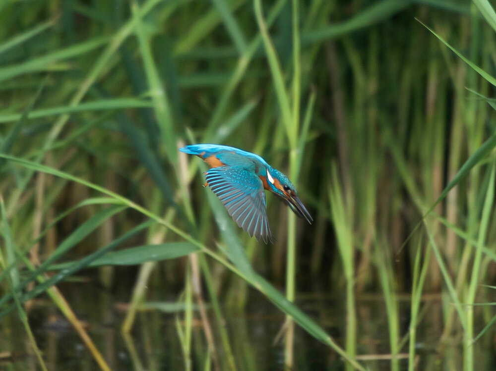 Kingfisher diving in to the water.