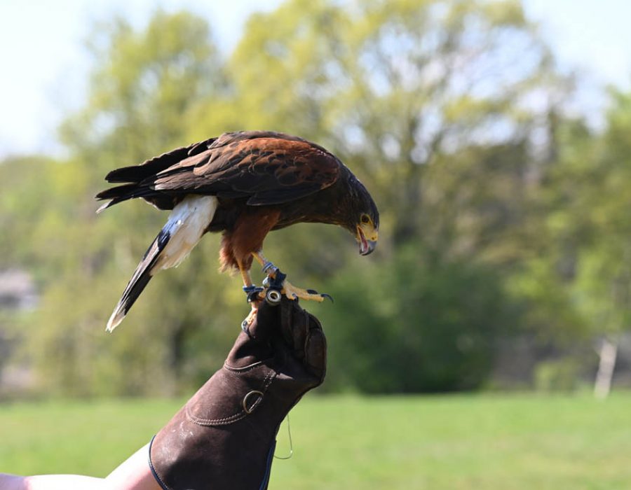 Close-up of a Harris hawk perching on a gloved hand