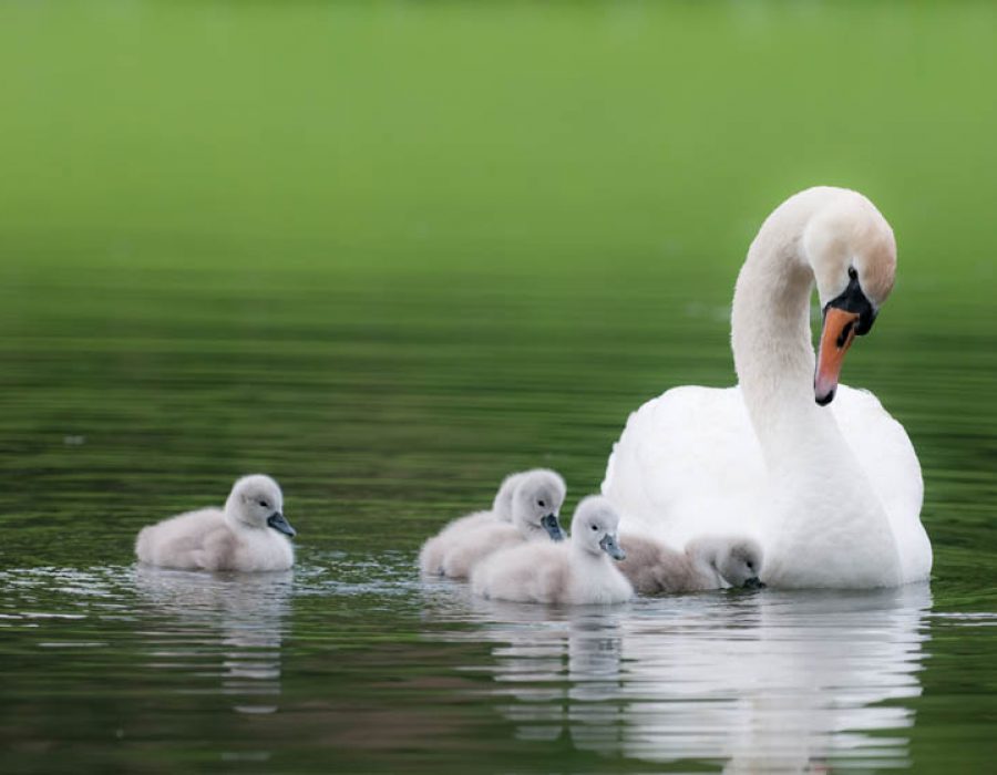 white swan with her five cygnets