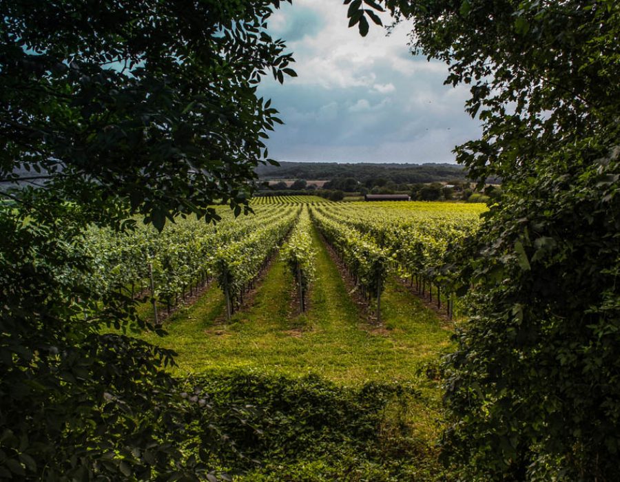 British Vineyards Surrey - Kent