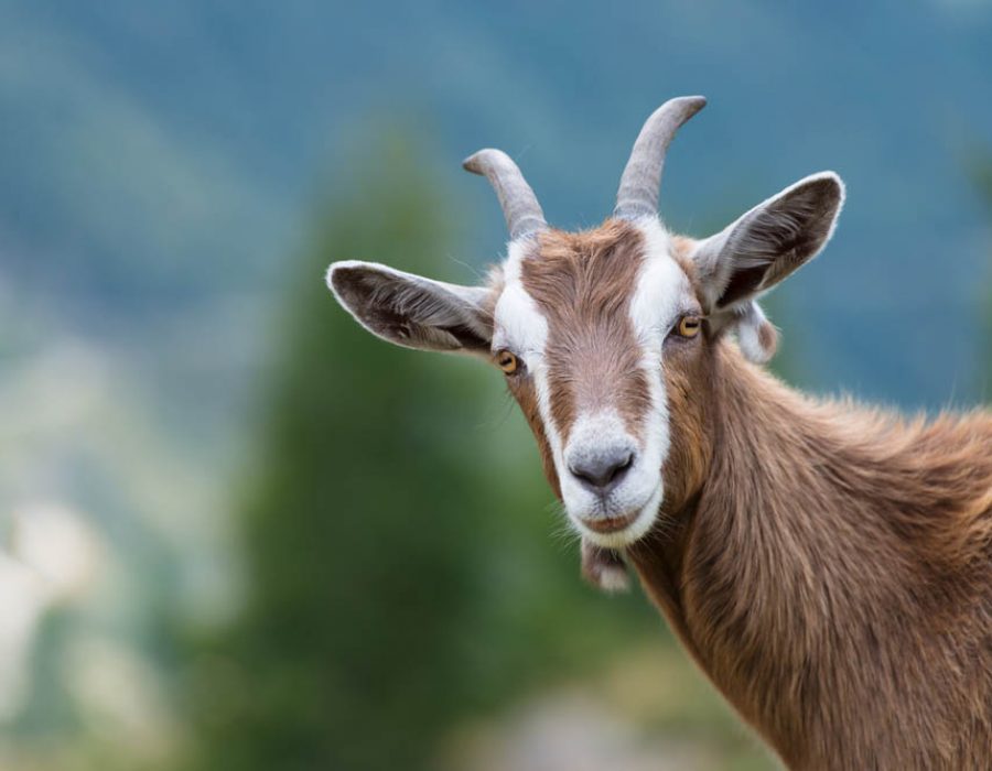 A goat looks at us