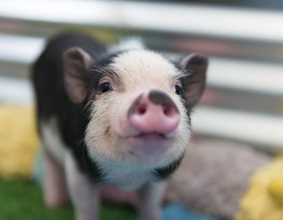 Closeup of mini pig baby.