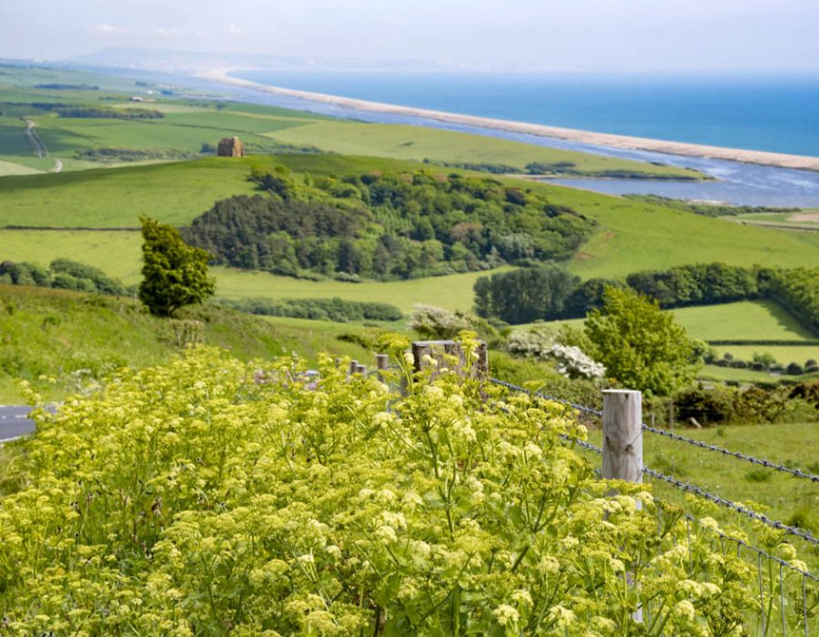 View of Dorset, St Catherine's Chapel and Chesil Beach. Unesco site.