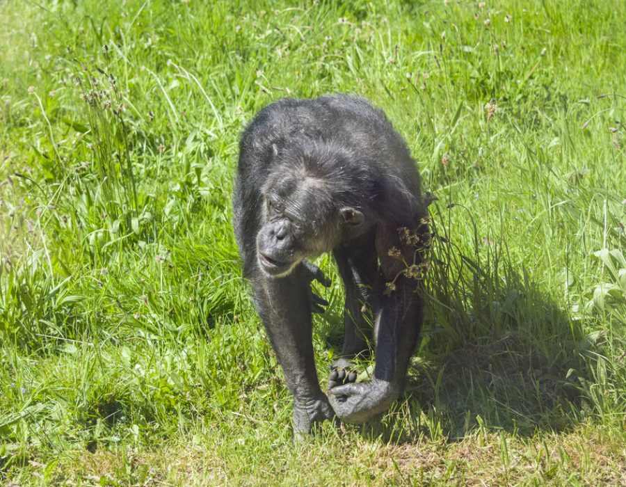 Chimpanzee walking through the grass at a rescue centre in Dorset